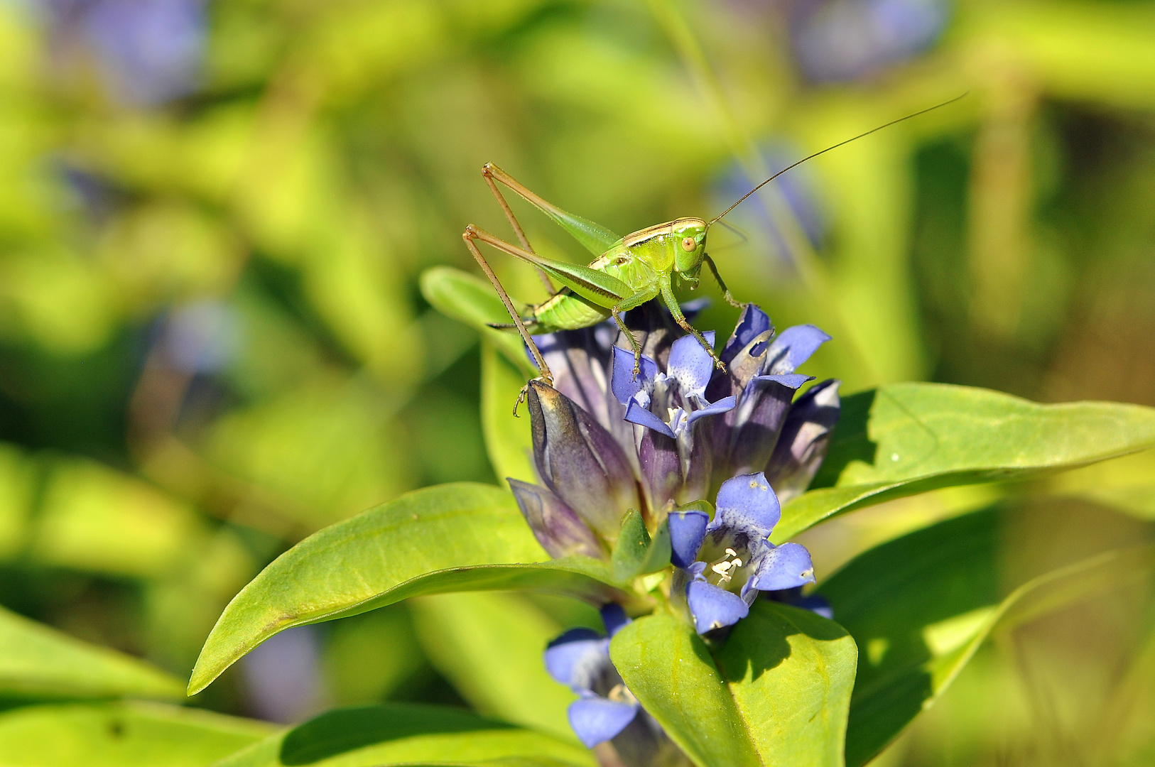 Kreuzenzian (Gentiana cruciata) ... (leider) ohne Bläuling