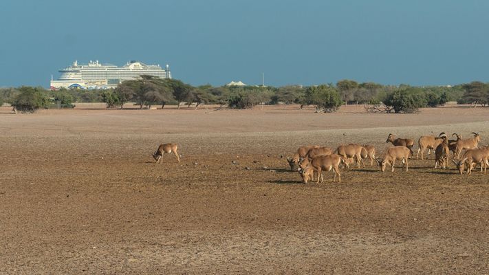 Kreuzfahrtschiff vor tierischer Kulisse