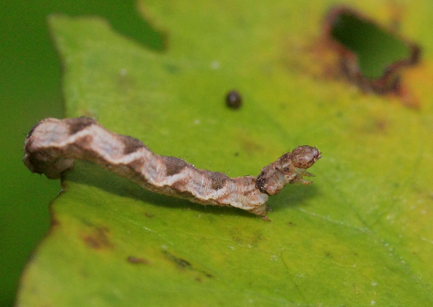 Kreuzkraut-Blütenspanner (Eupithecia absinthiata)