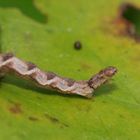 Kreuzkraut-Blütenspanner (Eupithecia absinthiata)