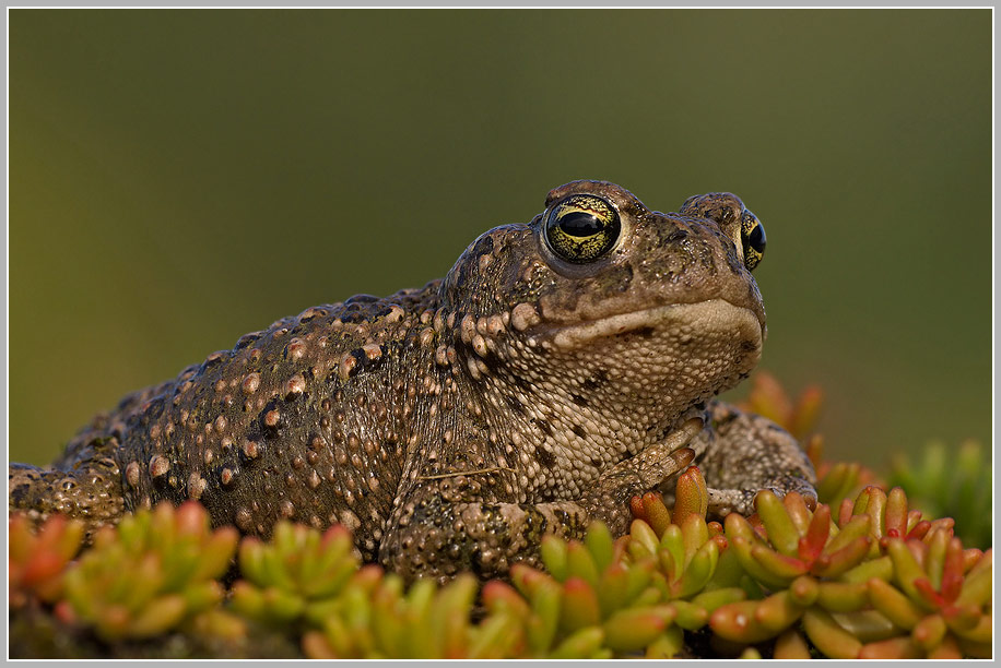 Kreuzkröte (Bufo calamita)