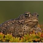 Kreuzkröte (Bufo calamita)