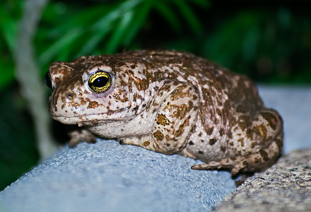 Kreuzkröte / Bufo Calamita