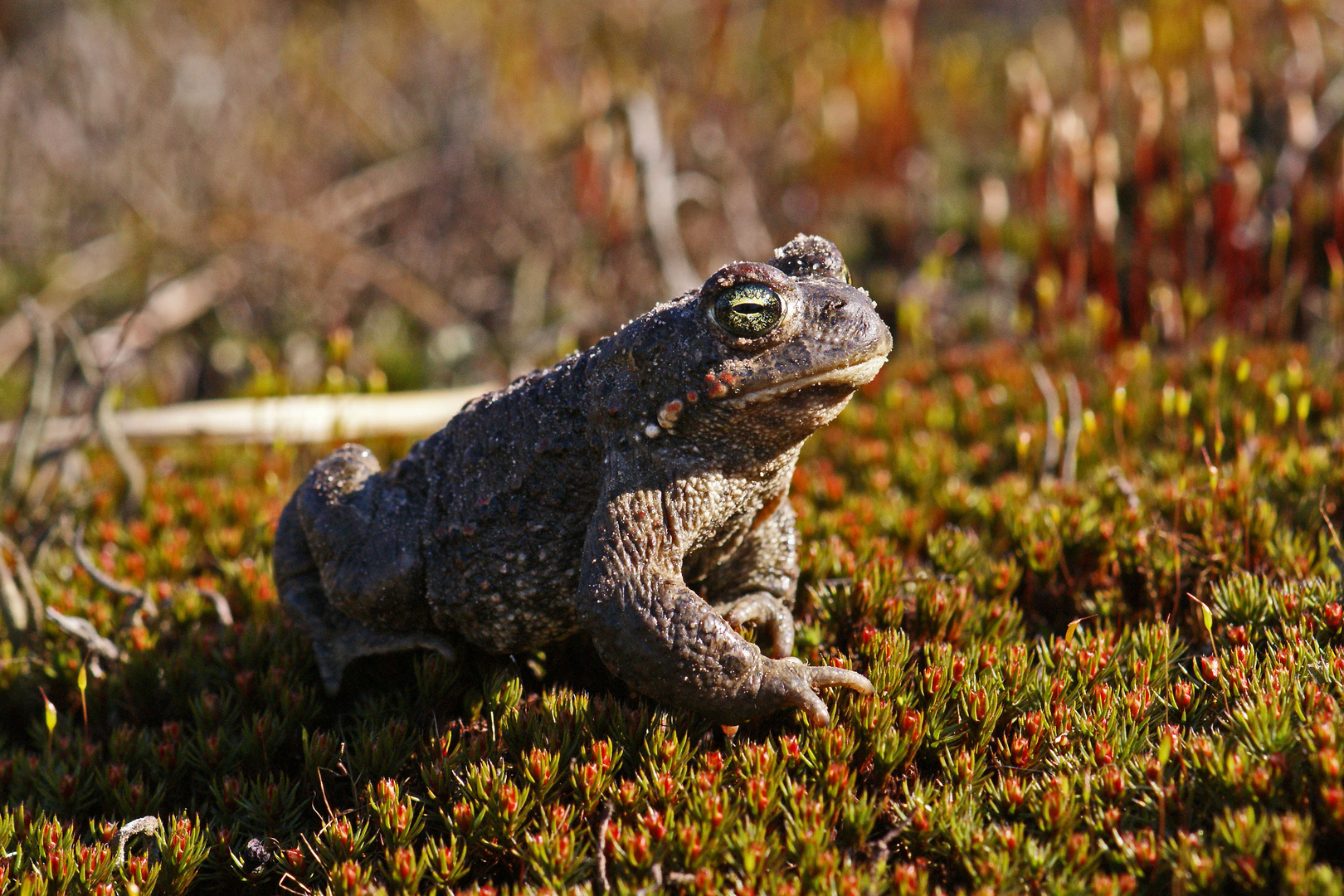 Kreuzkröte (Bufo calamita)