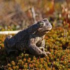 Kreuzkröte (Bufo calamita)