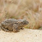 Kreuzkröte (Bufo calamita)