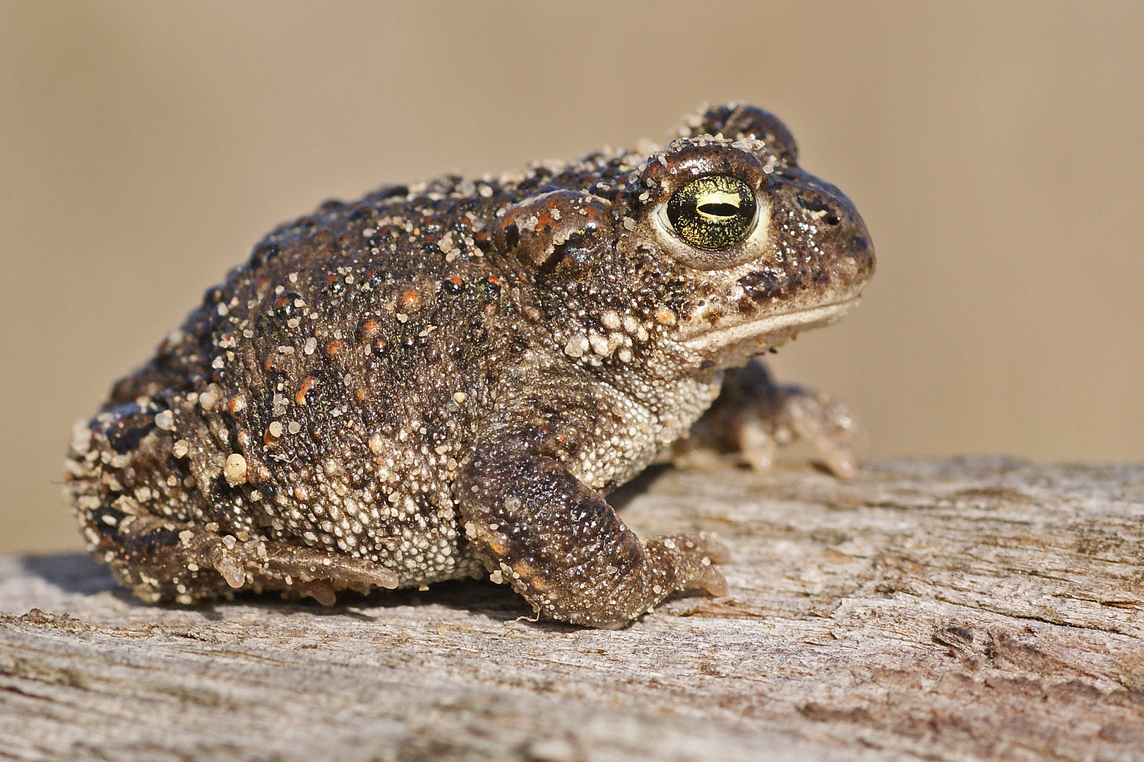 Kreuzkröte (Bufo calamita)