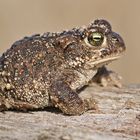 Kreuzkröte (Bufo calamita)