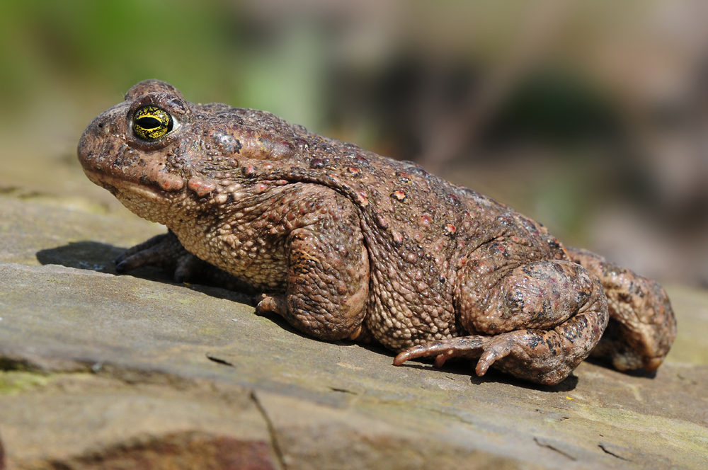 Kreuzkröte (Bufo calamita)