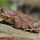 Kreuzkröte (Bufo calamita)