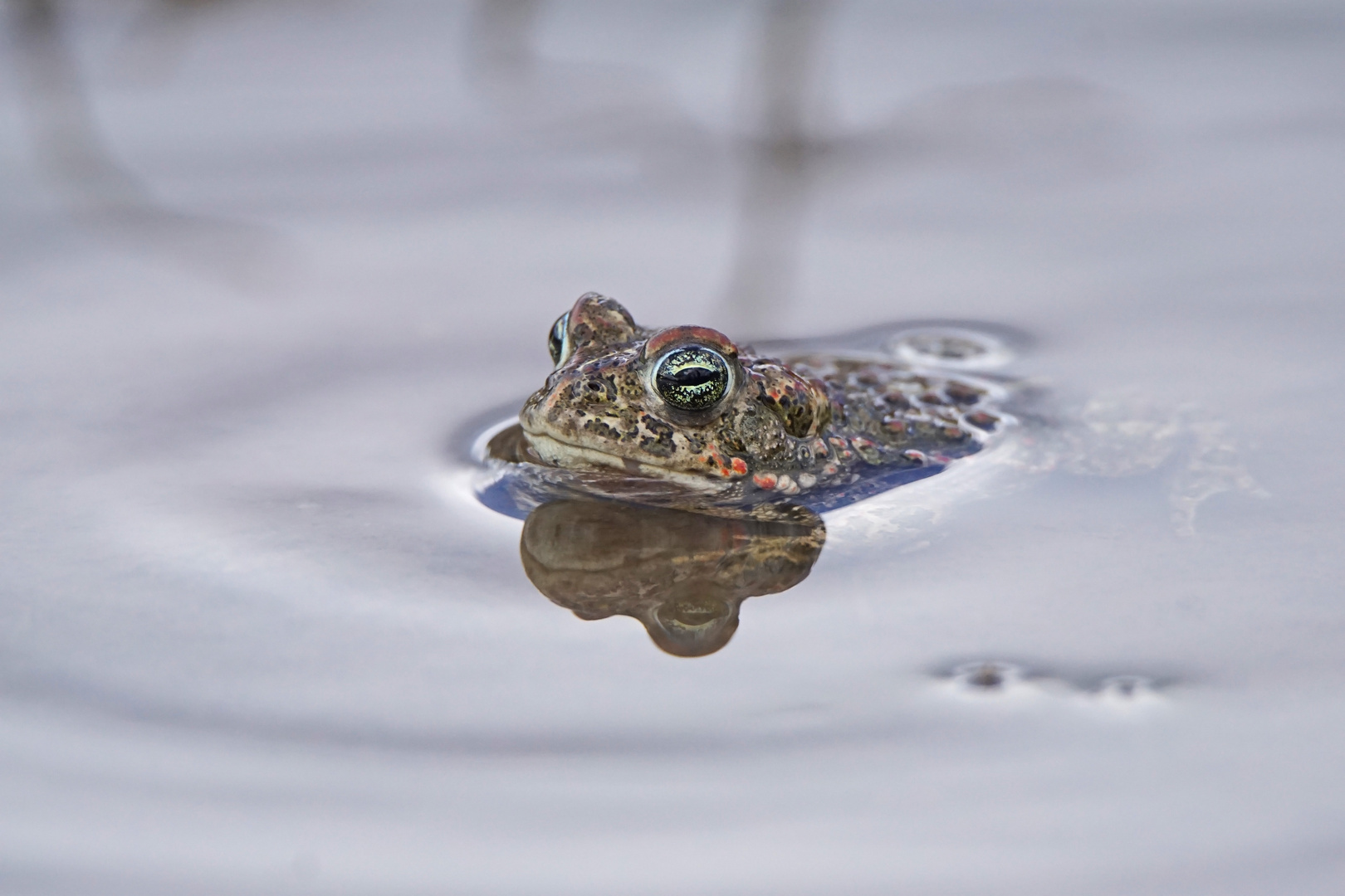 Kreuzkröte (Bufo calamita)