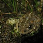 Kreuzkröte (Bufo calamita)