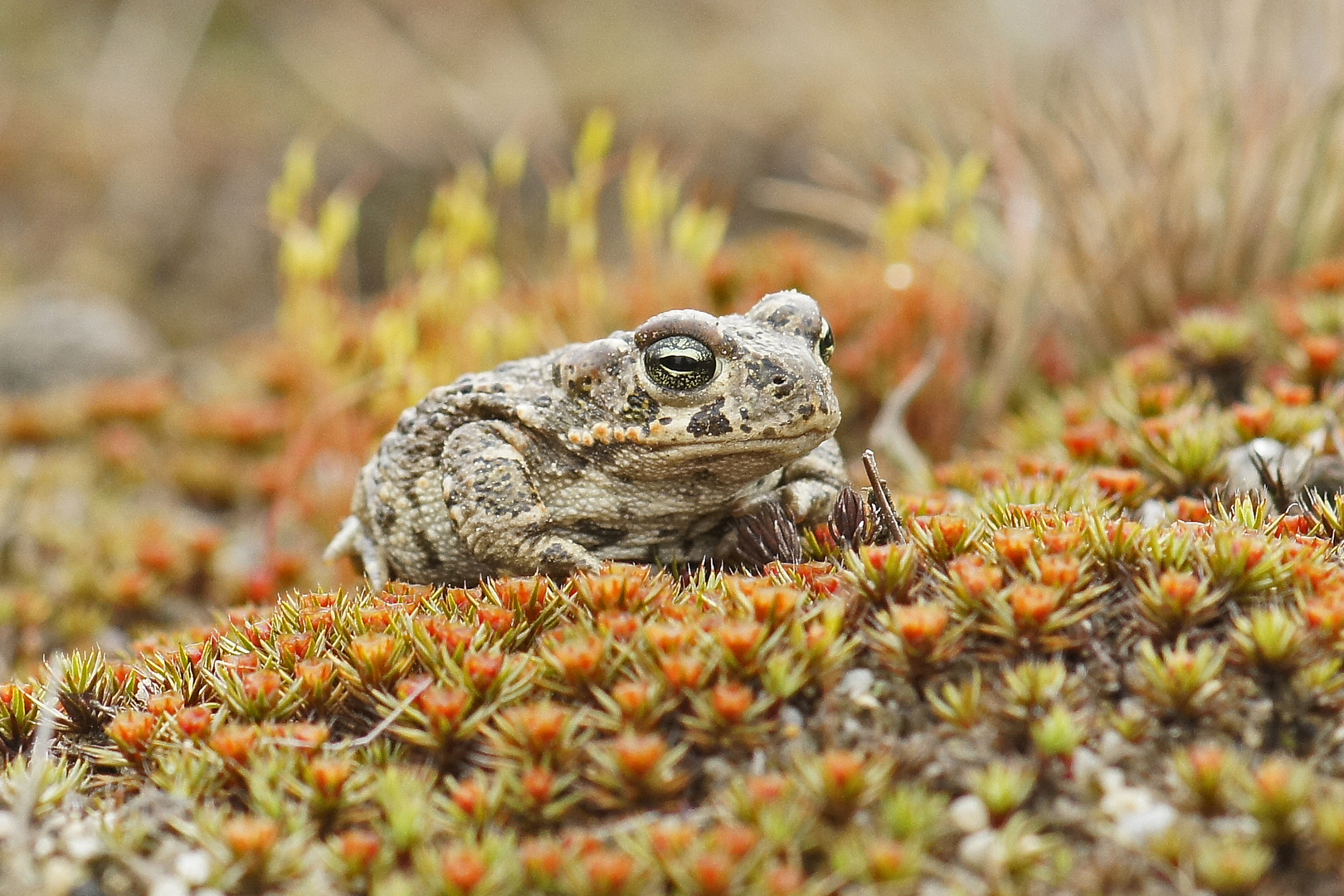 Kreuzkröte (Bufo calamita)