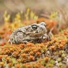 Kreuzkröte (Bufo calamita)