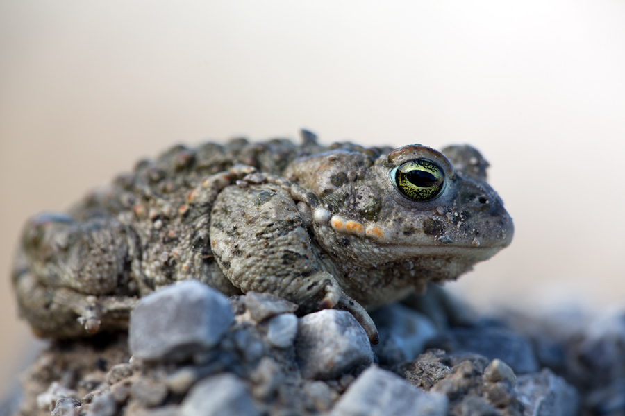 Kreuzkröte ( Bufo Calamita)