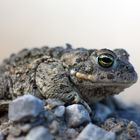 Kreuzkröte ( Bufo Calamita)