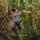 Kreuzkröterich ((Bufo calamita)