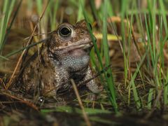 Kreuzkröterich ((Bufo calamita)