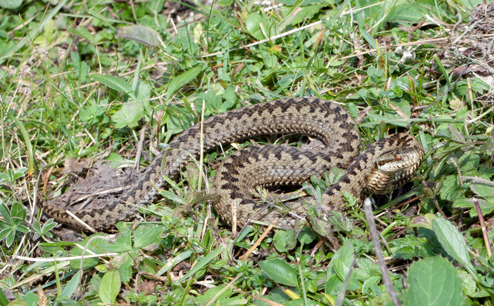 Kreuzotter_ 01 (Vipera berus)