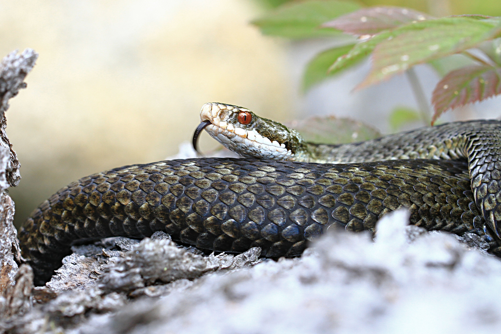 Kreuzotter Foto & Bild | natur, tiere, wildlife Bilder auf fotocommunity