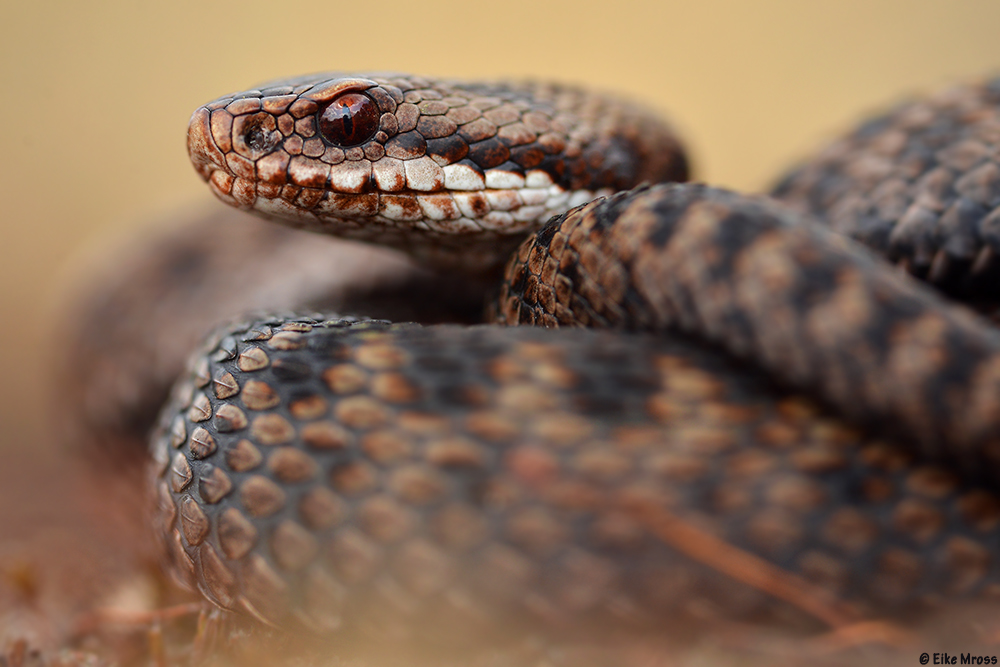 Kreuzotter Foto & Bild | tiere, wildlife, amphibien & reptilien Bilder