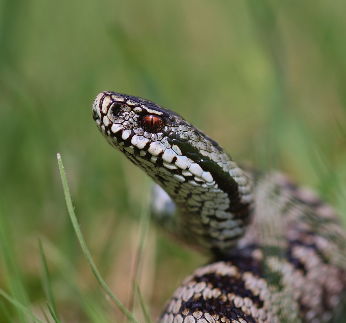 Bild von Kreuzotter: The Ultimate Guide to Drawing, Coloring, and Painting