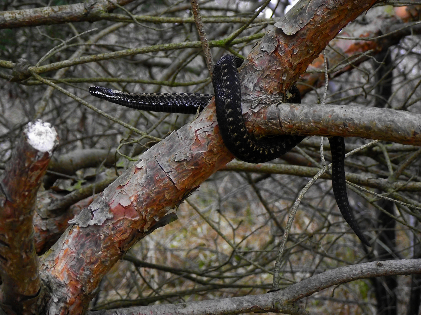 Kreuzotter auf einem Baum?