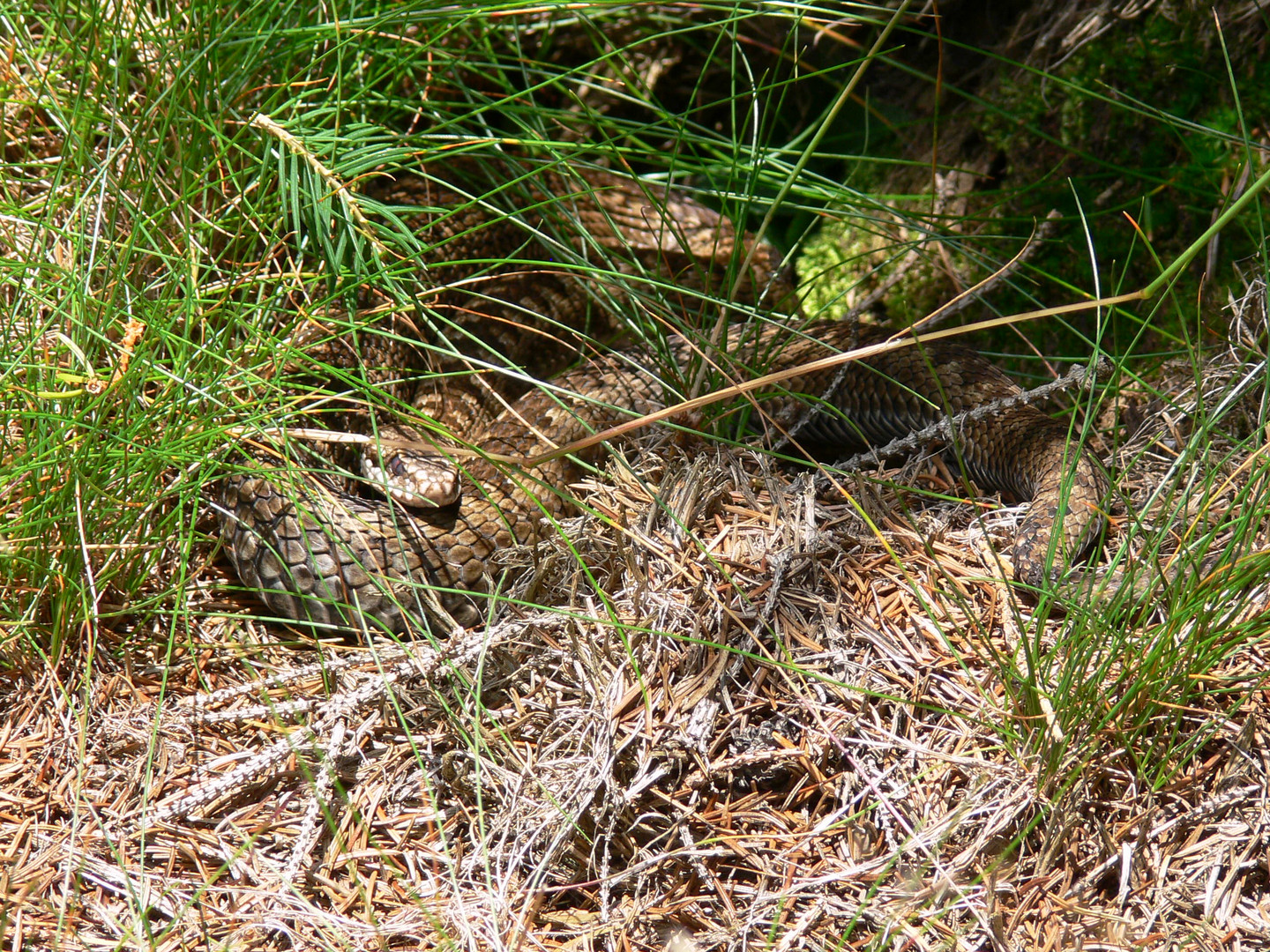 Kreuzotter beim Sonnenbad