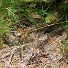 Kreuzotter beim Sonnenbad