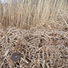 Kreuzotter im Schilfbereich eines Moorsee's