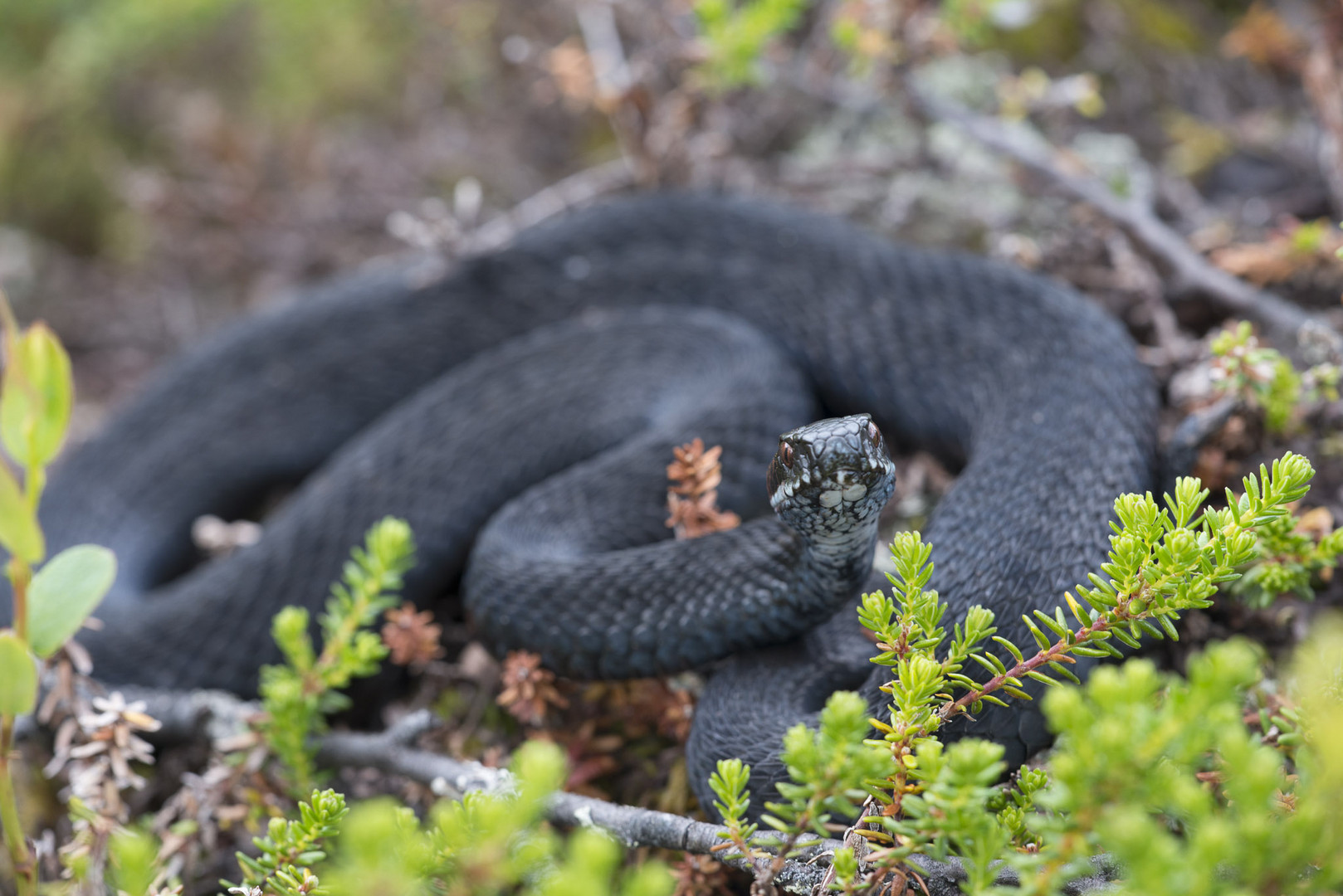 Kreuzotter im schwedischen Fjäll