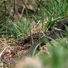 Kreuzotter im Venner Moor Mai 2018