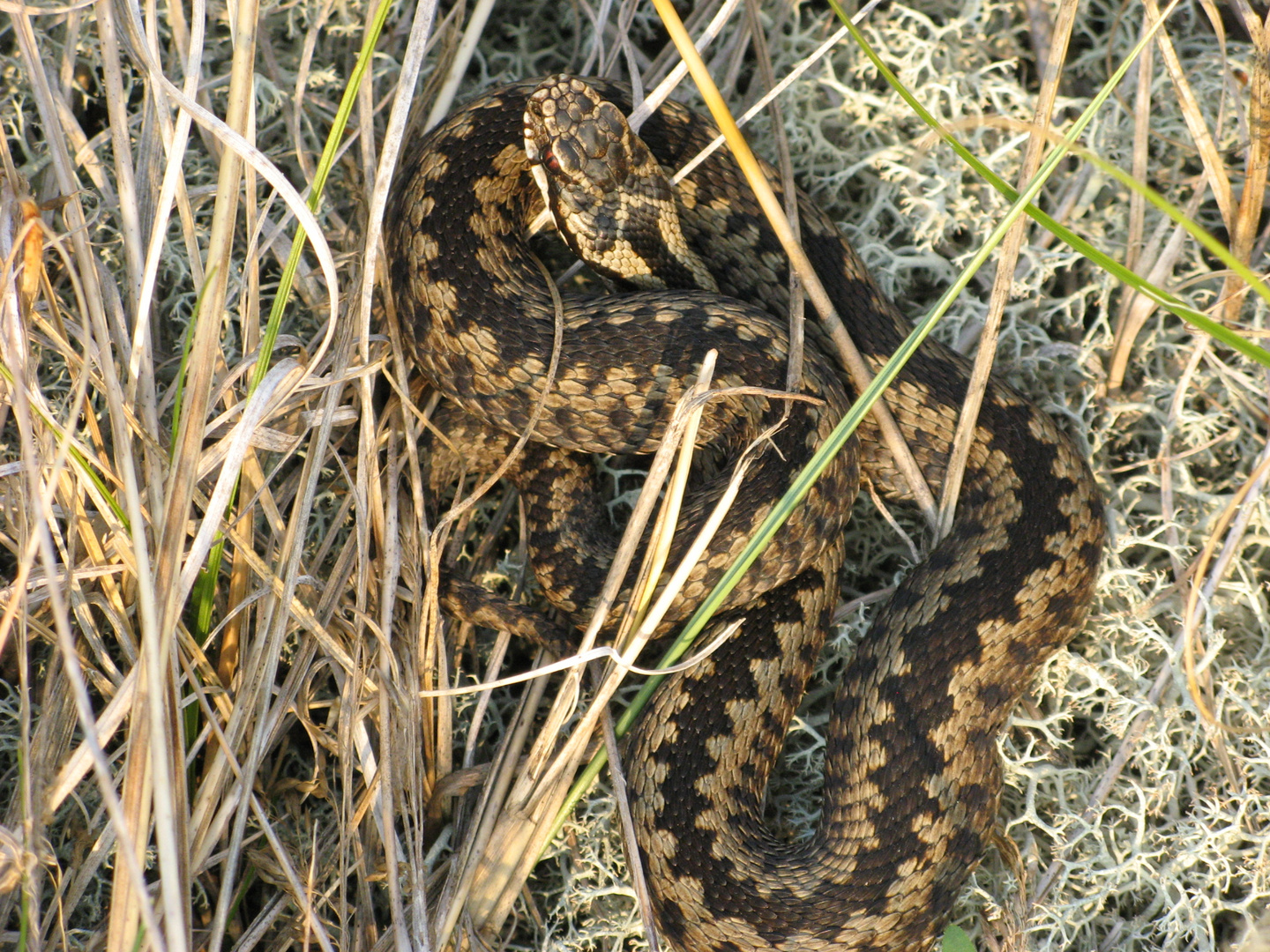 Kreuzotter in den Dünen von Dänemark