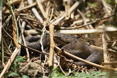 Kreuzotter in freier Wildbahn