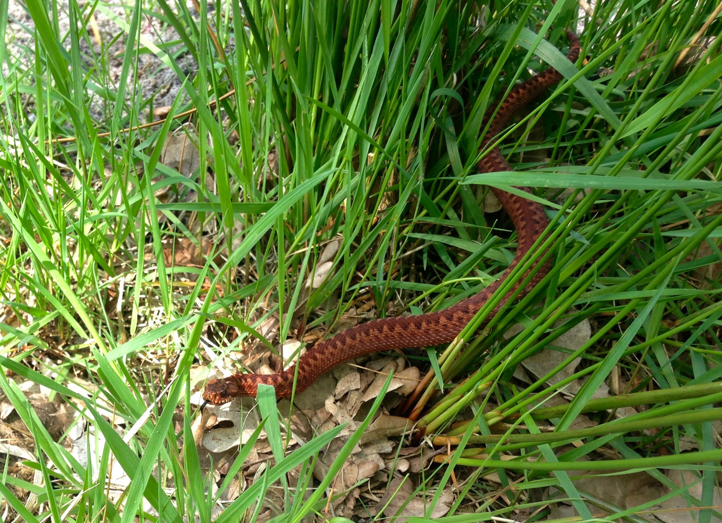 Kreuzotter in Kupferfarben