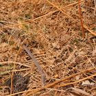 Kreuzotter-Männchen (Pelias berus) in der Kirchhellener Heide