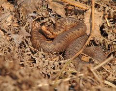 Kreuzotter (Pelias berus ) Weibchen