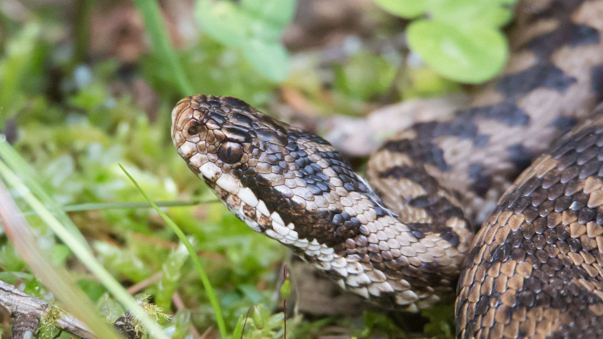 Kreuzotter VI Foto & Bild | tiere, wildlife, amphibien & reptilien ...