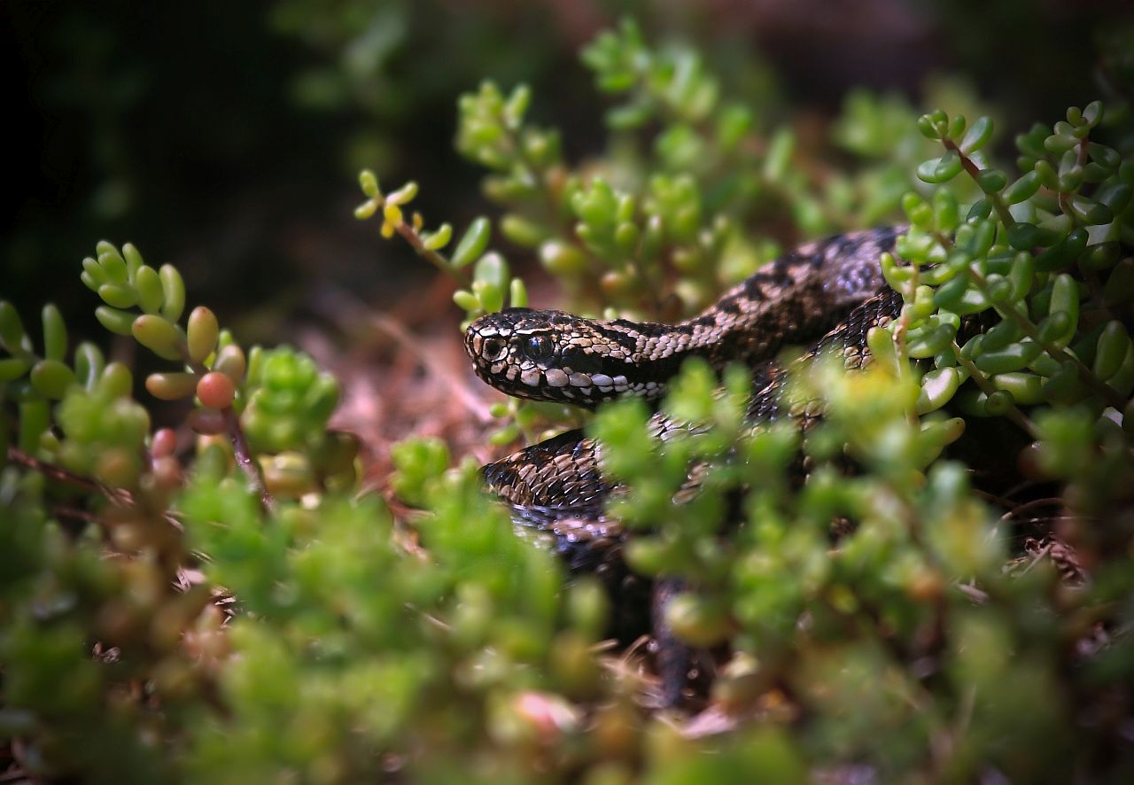 Kreuzotter Vipera berus