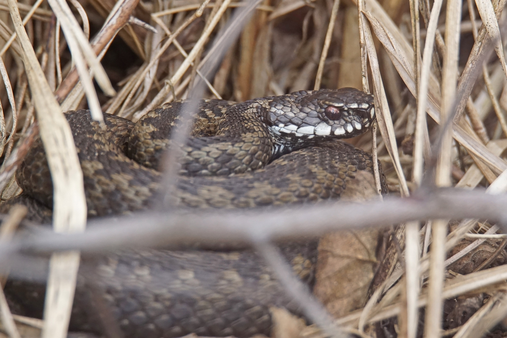 Kreuzotter (Vipera berus)