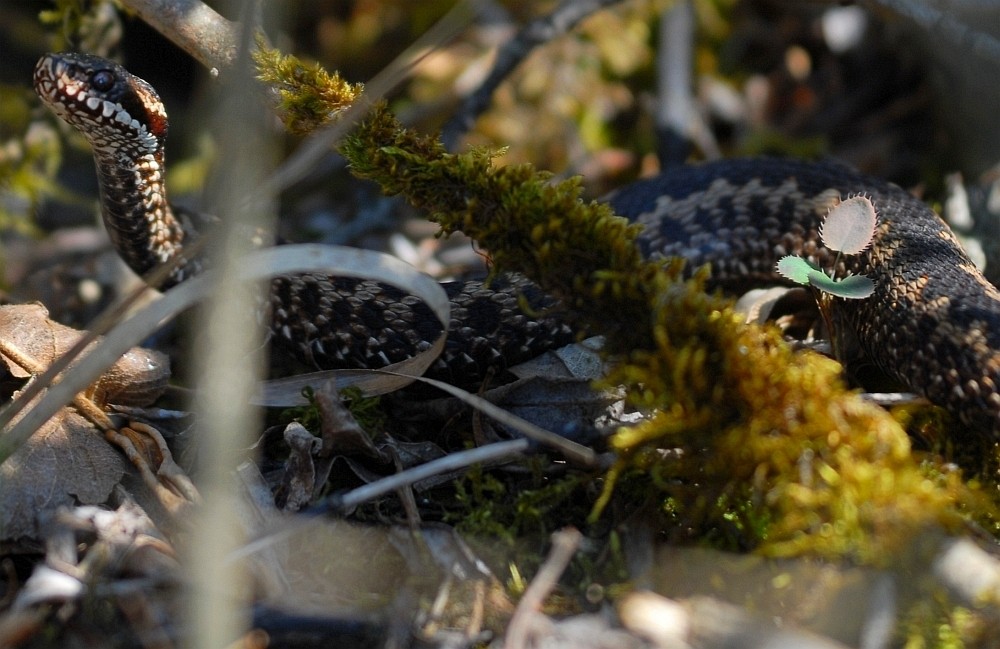 Kreuzotter (Vipera berus) #1