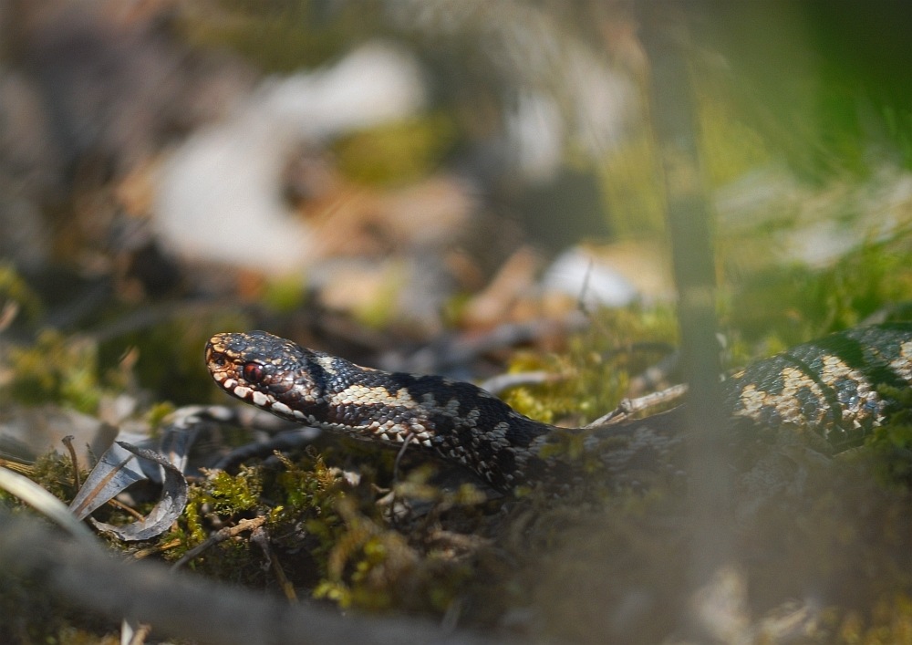 Kreuzotter (Vipera berus) #2