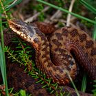 Kreuzotter (Vipera berus)