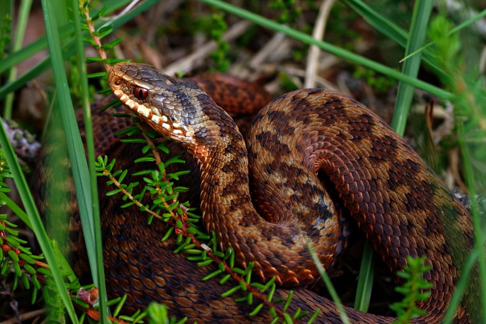 Kreuzotter (Vipera berus)