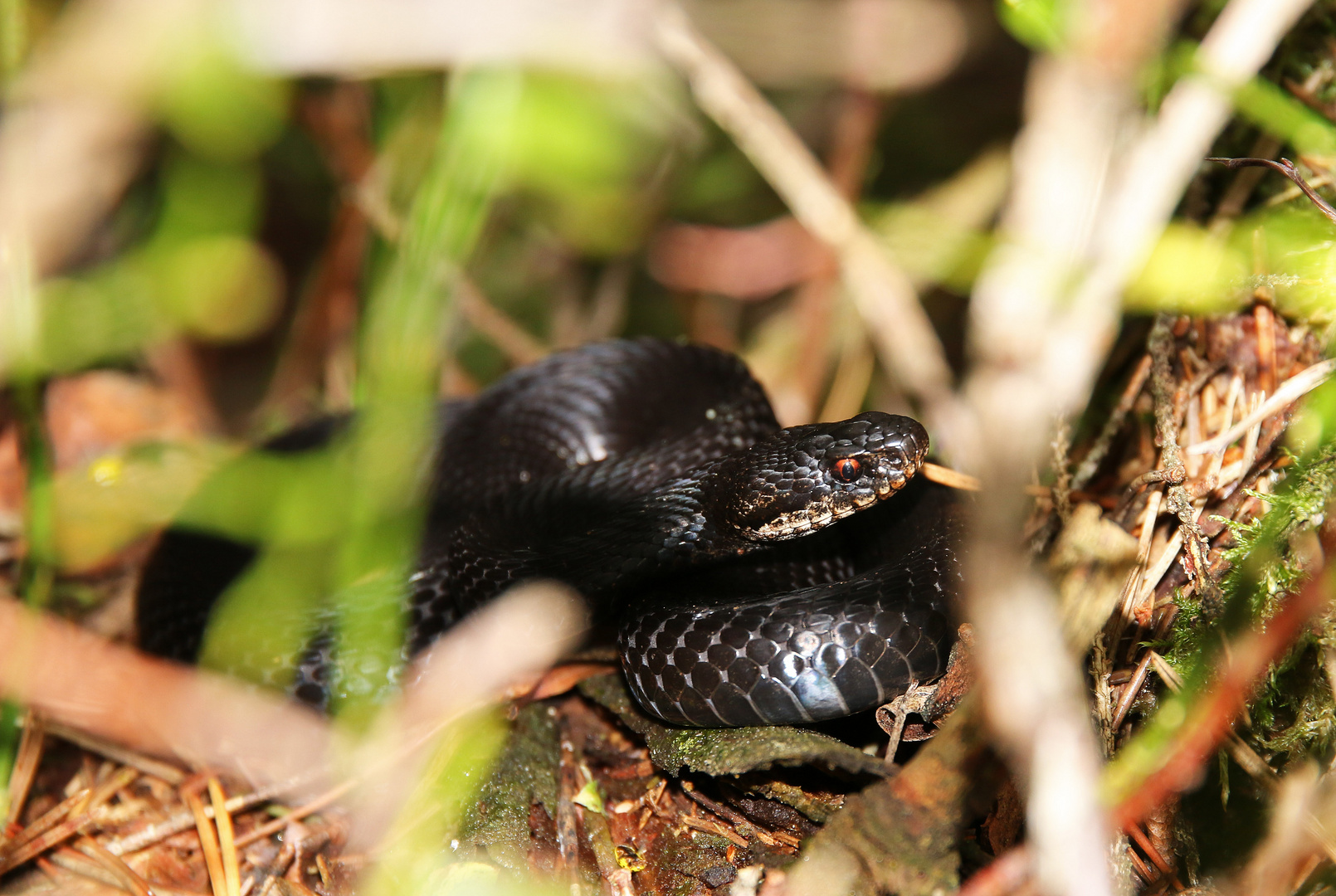 kreuzotter (Vipera berus)