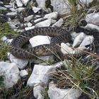 Kreuzotter (Vipera berus)