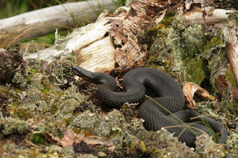 Kreuzotter (Vipera berus)