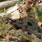 Kreuzotter (Vipera berus)