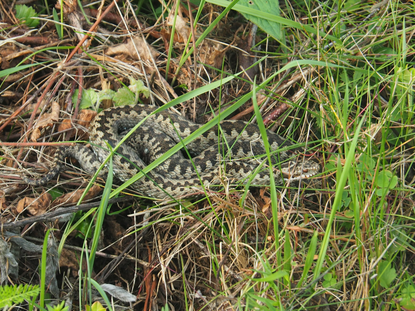 Kreuzotter  (Vipera berus)