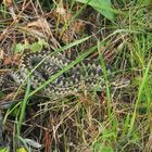 Kreuzotter  (Vipera berus)